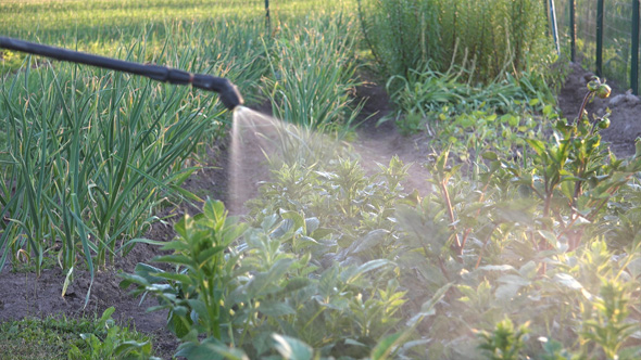 Insecticidal Soap Spray