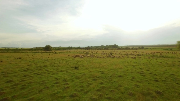 Huge Flock Of Sheep Grazing In Green Field Landscape