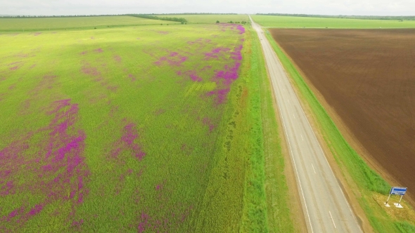 Aerial View Of a Large Field Of Beautiful Purple Flowers Irises