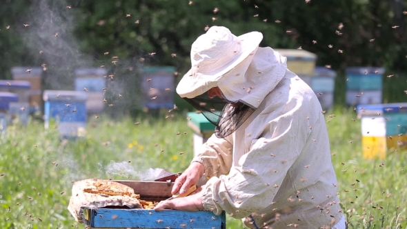 Beekeeper Working With Honeycombs