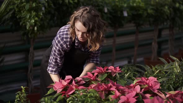 A Young Caucasian Woman Florist in Black Apron Working in Greenhouse Caring for Flowers
