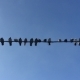 Pigeons Sit On The Wire Against The Blue Sky And Fly Away. - VideoHive Item for Sale