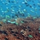 Thriving Coral Reef Alive With Marine Life - VideoHive Item for Sale