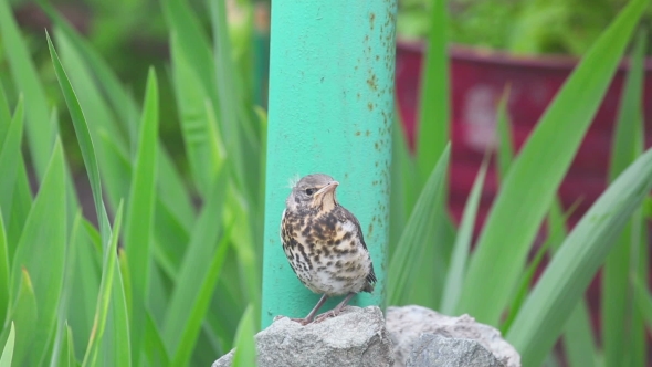 Nestling Thrush Fieldfare Sitting On a Stone