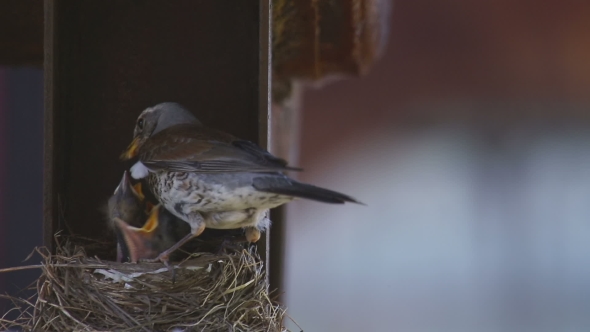 Female Fieldfare On The Nest