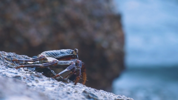 Crab On The Rock At The Beach