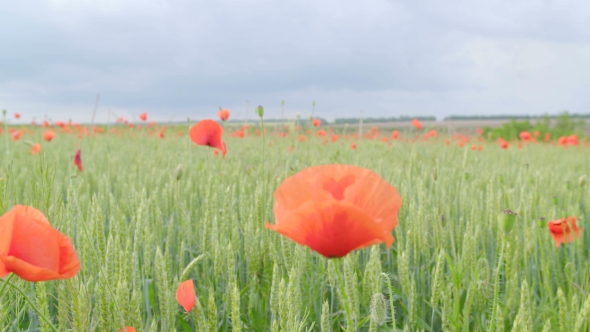 Huge Field of Blossoming Poppies. Poppy Field.Field of Blossoming Poppies