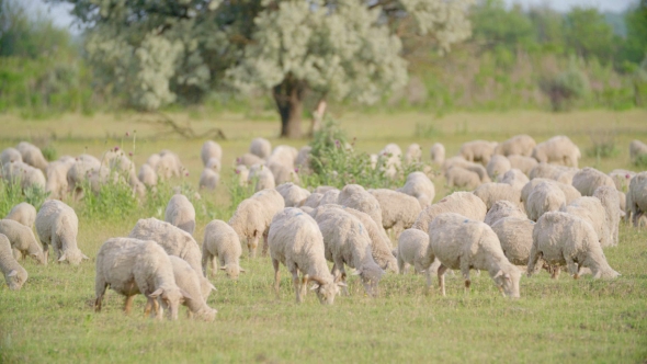 Huge Flock Of Sheep Grazing In Green Field Landscape