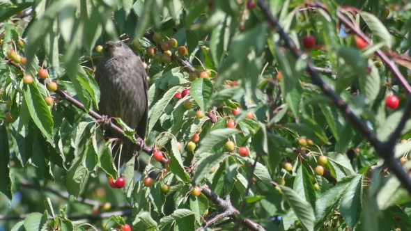 Blackbirds Into the Garden 