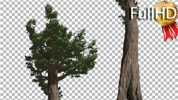 Giant Redwood Evergreen Awl-Shaped Leaves alt