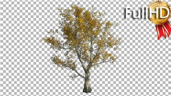 London Plane Tree Swaying at the Wind Yellow alt