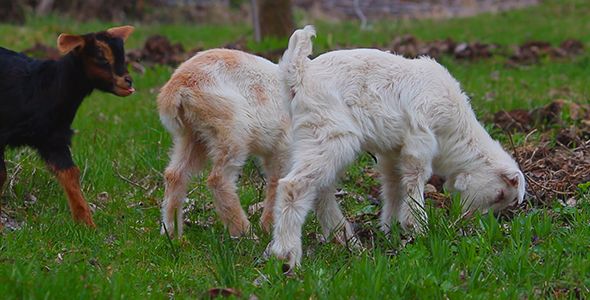 Lambs With Grass Field