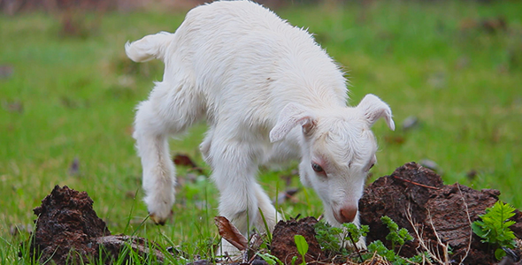 Summer and Lambs