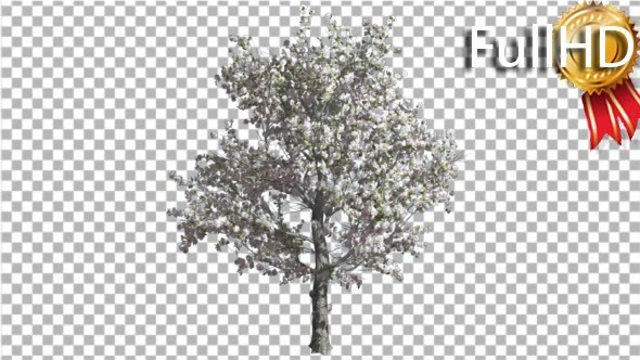 Apple Tree Pink Flowers Swaying Wind Crown Green alt