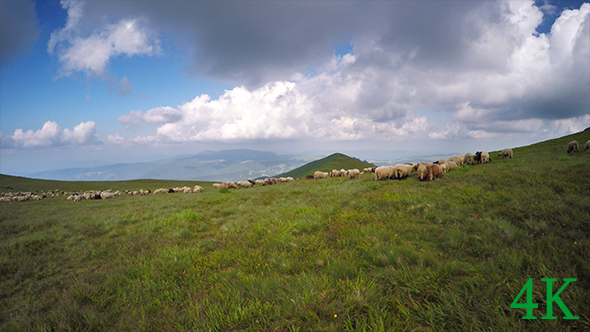 Shepherd with Sheep in Mountain