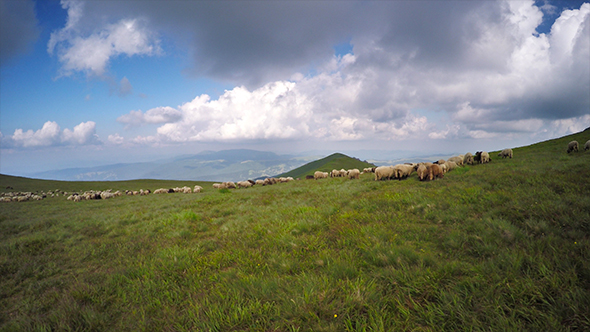 Grazing Sheeps in Mountains