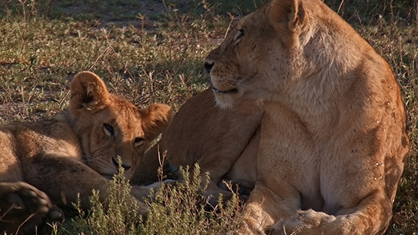 Female Lions and Cubs Under the Rising African Sun