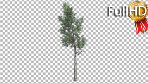 Rainbow Gum Tree Thin Tree is Swaying at the Wind alt