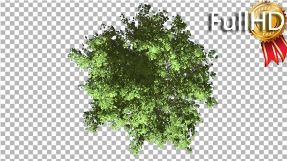 Red Maple Crown Top Down Tree is Swaying Wind alt