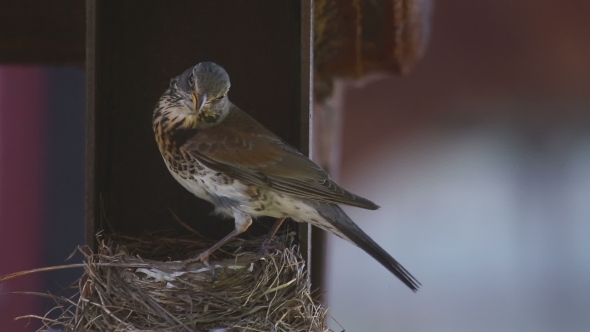 Female Fieldfare On The Nest