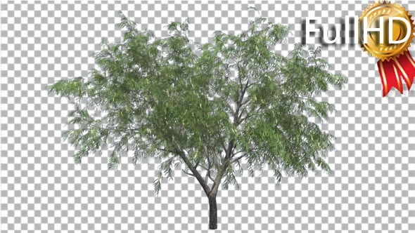 Honey Mesquite Tree Flowers Thin Trunk Narrow alt