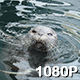 Harbor Seal Spins in the Water - VideoHive Item for Sale
