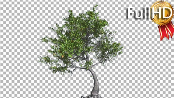 Red Mangrove Thin Crooked Trunk Tree Green Leaves alt