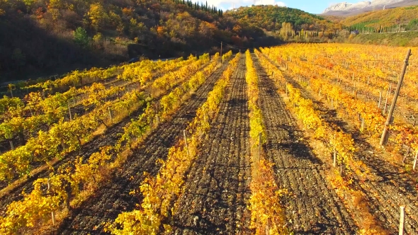 AERIAL VIEW. Rows Of Grapes Fields At Fall Season