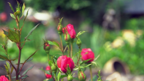 The Bush Of Red Roses Unblown