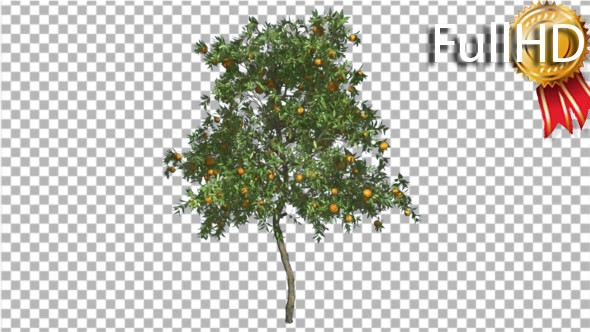 Orange Tree Fruits Small Thin Swaying Wind Green alt