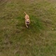Two dogs running - VideoHive Item for Sale
