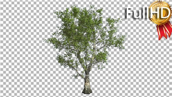 London Plane Tree Swaying at the Wind Green Crown alt