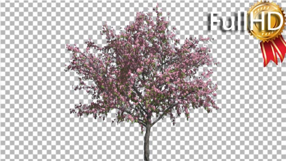 Peach Thintrunk Tree Green Leaves Pink Flowers
