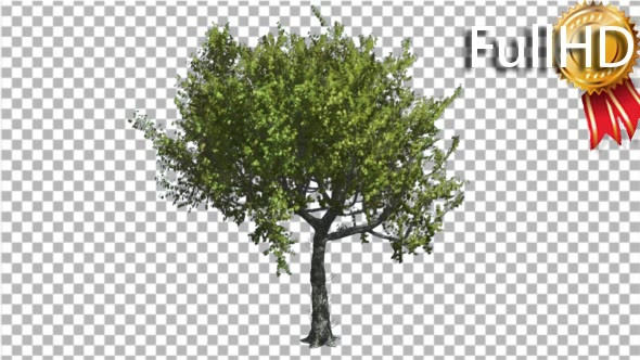 Red Oak Tree is Swaying at the Wind Green alt