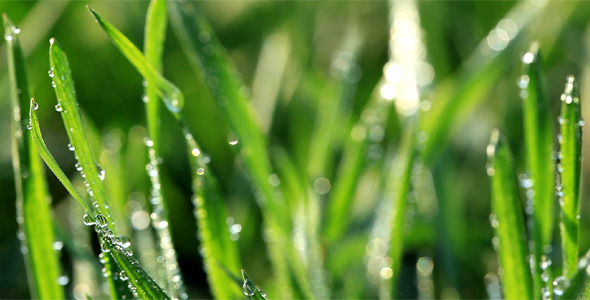 Fresh Green Grass With Dew Drops