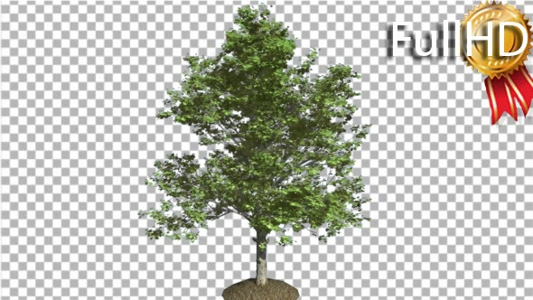 Red Maple Tree is Swaying at the Wind Green alt