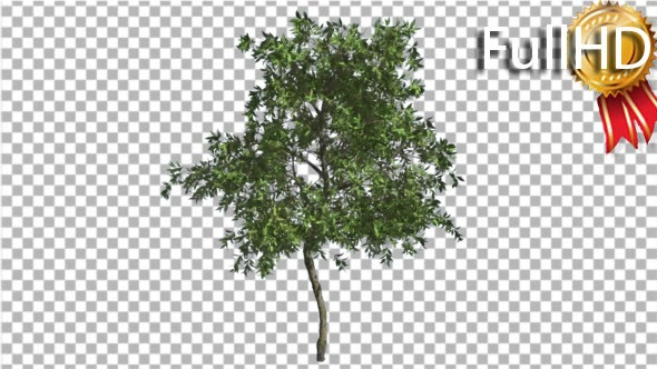 Orange Tree Small Thin Tree Swaying at the Wind alt