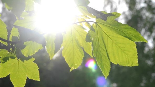 Green Leaves On a Branch With The Sun 