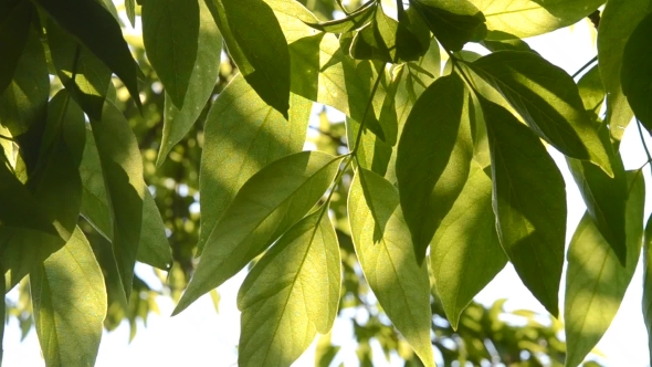 Green Tree Leaves In The Sunshine