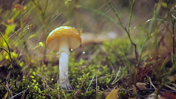 Amanita Muscaria, Fly Agaric Mushroom In a Sunny Forest in the Rain