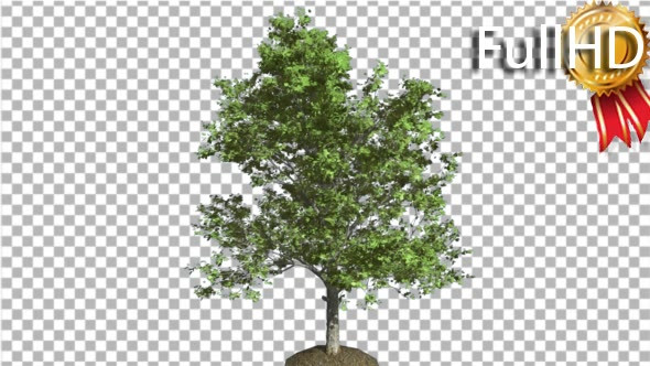 Red Maple Tree is Swaying at the Wind Green alt