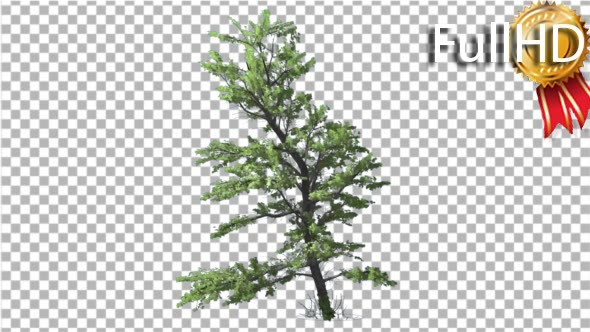 Plitvice Maple Tree Waying Wind Grass Green alt