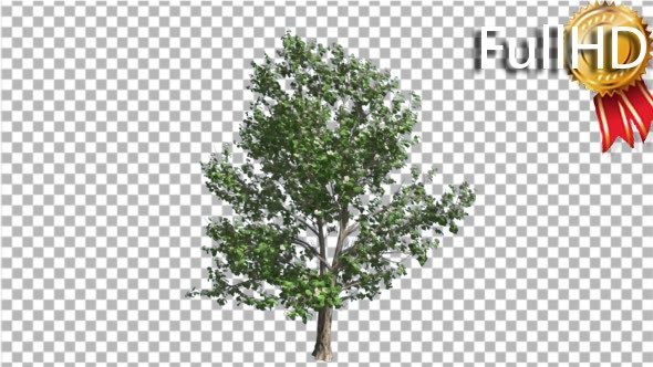 Korean Stewartia Thin Tree is Swaying at the Wind alt