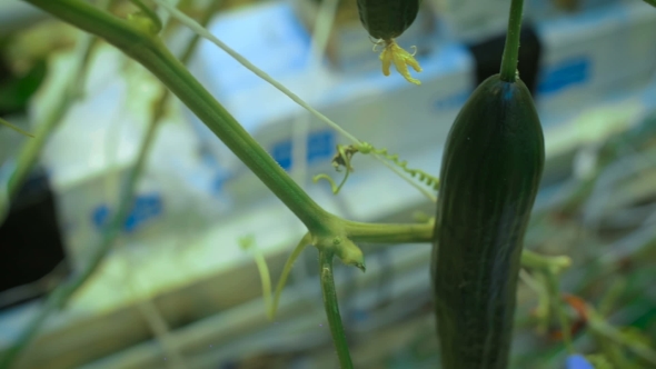 Hands Cut Cucumber From The Stem At Greenhouse