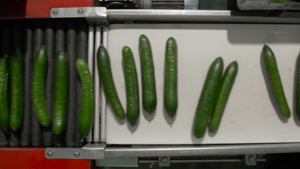 Ripe Cucumbers Are Moving On Production Tape