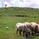 Flock of Sheep in Mountain - VideoHive Item for Sale
