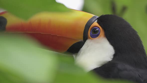 Close up of a toco toucan detailed beak and blue eyes profile standing on a branch surrounded by nat