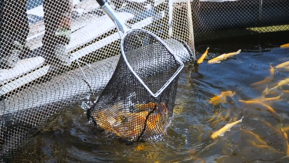 Fishing With a Net