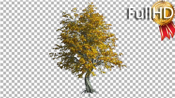 Katsura Tree Fall With Roots is Swaying Wind alt