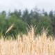 Wheat Field - VideoHive Item for Sale